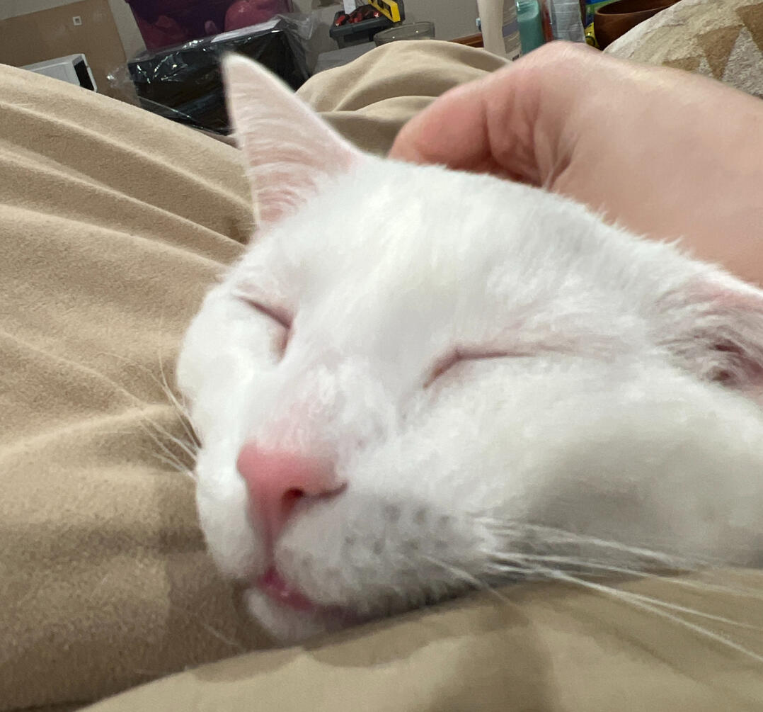 Xena (Beans) Xena (Beans)