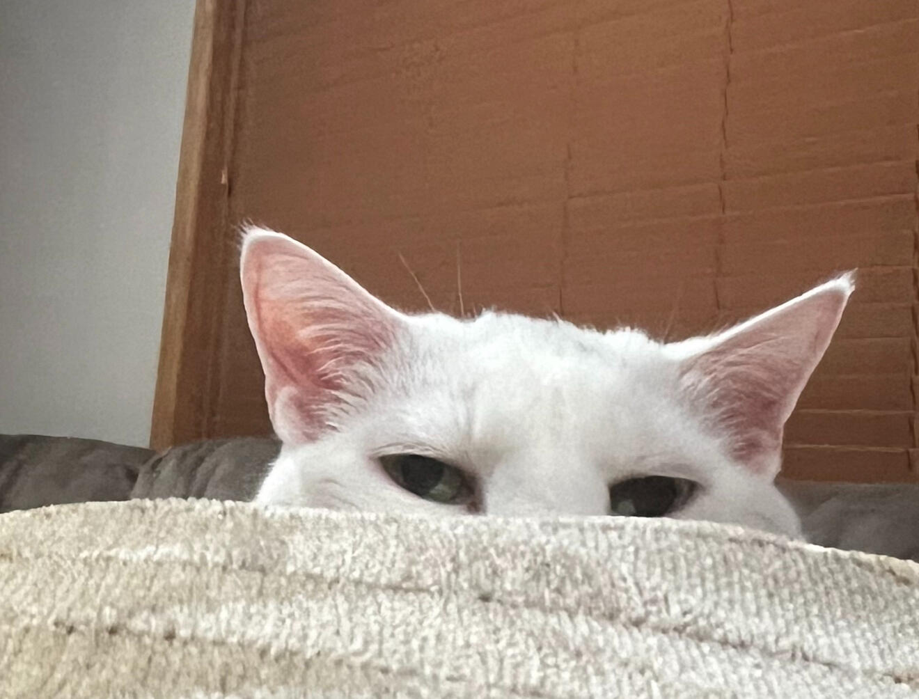 Xena (Beans) Xena (Beans)