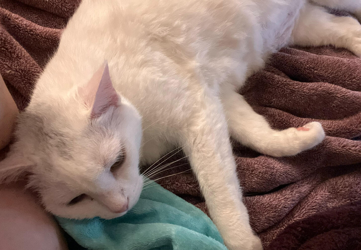 Xena (Beans) Xena (Beans)