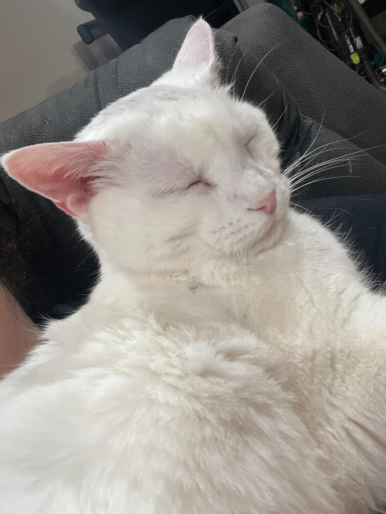 Xena (Beans) Xena (Beans)
