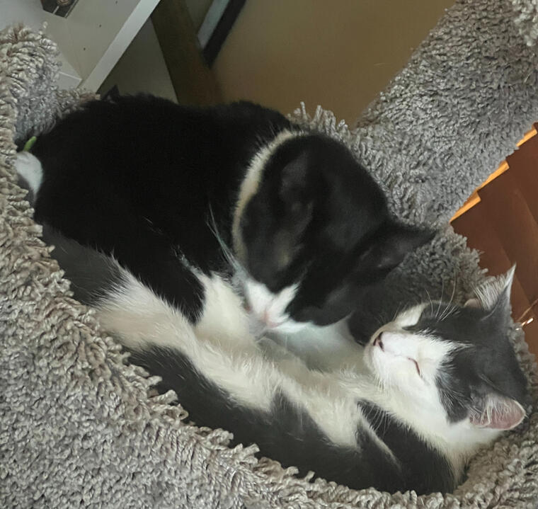 Snuggle babies Snuggle babies